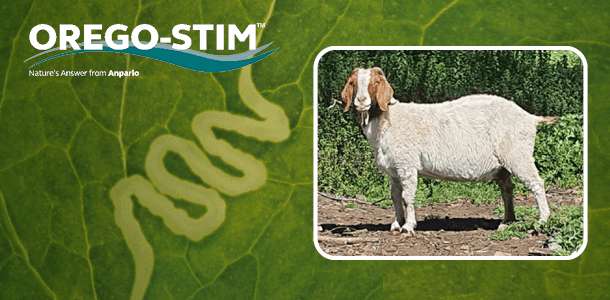 Testimonial: Lynn Wickenden on the benefit of Orego-Stim Liquid on her 12 y/o Boer Goat
